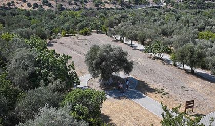 Yıllara meydan okuyan 1316 yaşındaki anıt ağaç zeytin vermeye devam ediyor