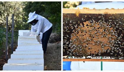 Bilecik'te devlet desteğiyle arıcılıkta kovan sayısı ve bal üretimi arttı