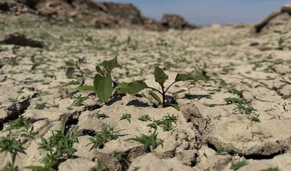 Çanakkale'de olağanüstü kuraklık hem barajlardaki suyu hem de tarımsal verimi düşürdü