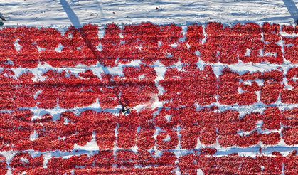 Erciyes eteklerindeki devasa araziler domates kırmızısıyla renklendi
