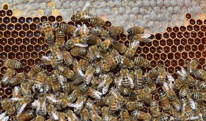 Erzurum'da 60 haneli mahallede hemen hemen her aile bal üretiyor