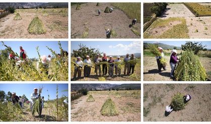 Gökova Körfezi'nin kıyılarında, aromasını 'Deli Memet' rüzgarından alan susamın üretimi arttı