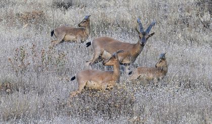 Hakkari'de koruma altındaki dağ keçileri görüntülendi