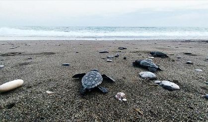 İztuzu sahilinde 30 bin yavru caretta caretta mavi sularla buluştu