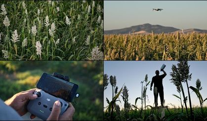 Kahramanmaraş'ta çiftçiler 'akdarı'yı kuşlardan dronla koruyor