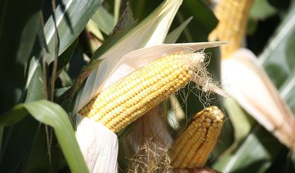 Kars'ta hümik asitli silajlık mısır üretim denemesinde yüksek verim alındı