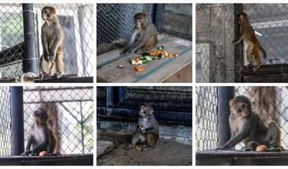 Kötü muamelede bulunulan maymun, Mersin'de artık 'güvenli ellerde'