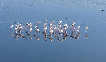 Kuraklık Van Gölü kıyılarındaki flamingoların yaşam alanlarını daralttı