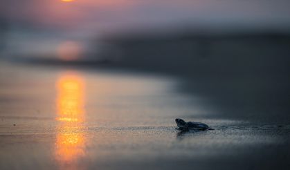 Mersin'de bu sezon 210 bin kaplumbağa yavrusu denizle buluştu