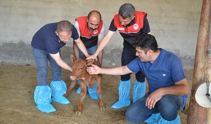 Muş'ta büyükbaş hayvan sayısı devlet desteğiyle artıyor