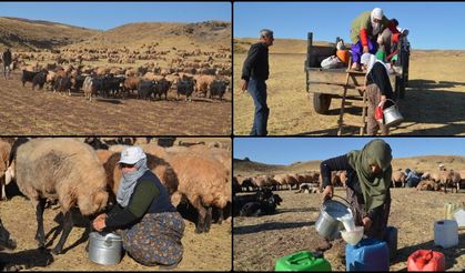 Muş'ta kadınların meradaki süt sağım mesaisi sürüyor