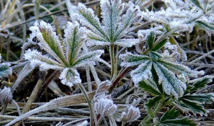Sarıkamış'ta araç camları ve bitkiler kırağı tuttu