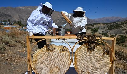 Şehir hayatını bırakarak 30 kovanla arıcılığa başlayan çift, siparişlere yetişemiyor