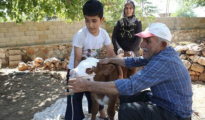 Solunum sıkıntısı yaşayan buzağıya 'bebek' bakımı