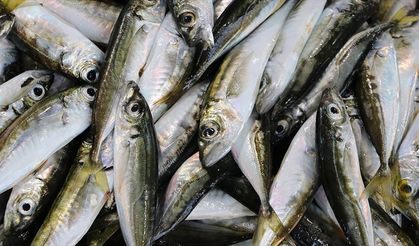 Tekirdağ'da tezgahların gözdesi istavrit