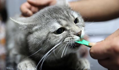 Yediği gıdadan zehirlenen sahipsiz kedi 'dört ayağının üzerine düşünce' sağlığına kavuştu