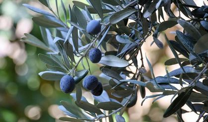 Artvin'de lezzet ödüllü 'Butko zeytini' hasadı başladı