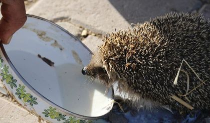 Aksaray'da bir çiftçi her sabah ahırına gelen kirpiyi sütle besliyor