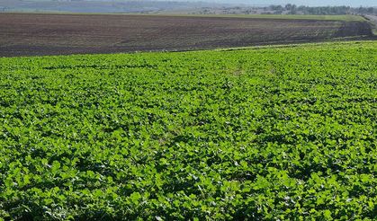 Edirne'de son dönemdeki yağışlar kanola üreticisini sevindirdi