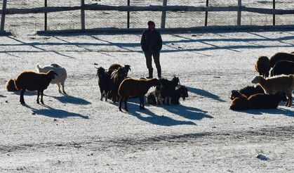 Kars'ta soğuk havanın etkisiyle buzlanma ve kırağı oluştu