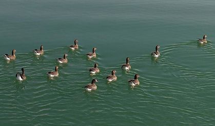 Kuş cenneti Erçek Gölü yaban kazlarına ev sahipliği yapıyor