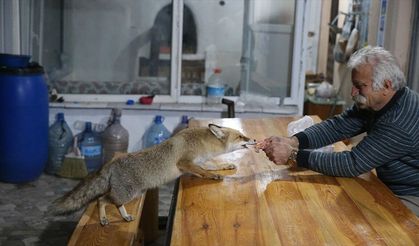 'Merdo' adını verdiği tilki ve ailesini elleriyle besliyor