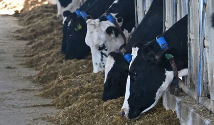 Mütevazı çiftliğini devlet destekleriyle modern süt üretim tesisine dönüştürdü