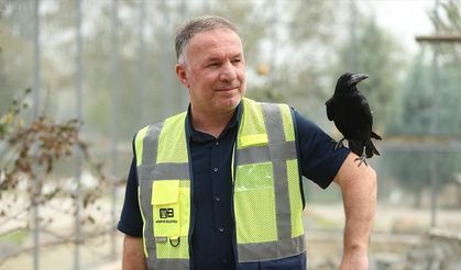 Sakarya'daki tabiat parkında iyileşen karga, insanlara yakınlığıyla dikkati çekiyor
