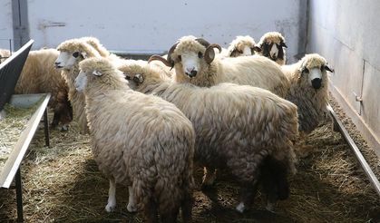 Tescilli karayaka koyunu üniversitede kurulan tesiste geliştirilecek