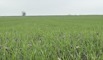 Trakya'da çiftçilerin buğday ekim mesaisi sürüyor