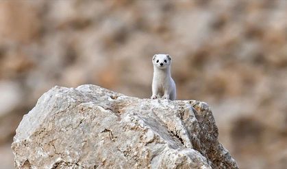 Van'da nesli koruma altındaki beyaz gelincik görüntülendi
