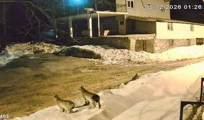 Hekimhan'da Vaşak Ailesi Güvenlik Kamerasına Yansıdı