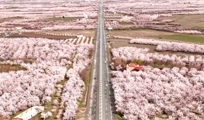 Kale'de Kayısı Ağaçları Çiçek Açtı, Umutlar Yeniden Yeşerdi