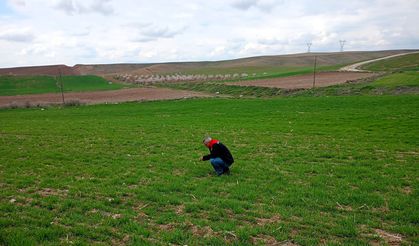 Yazıhan'da Buğday Entegre Mücadele Çalışmaları Kapsamında Arazi Kontrolü ve Eğitim Yapıldı