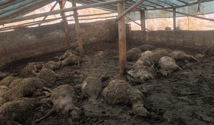 Arguvan'da kurdun girdiği ağılda 40 koyun telef oldu