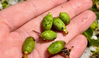 Darende'de Dolu Kayısı Çağlalarını Döküp Geçti