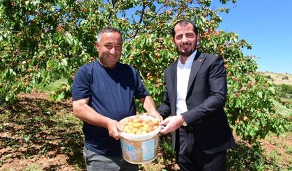 Pütürge'de İlk Kayısı Hasadı Yapıldı