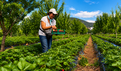 Kayısıya Alternatif Olarak Başladılar, Yılda 6 Ton Çilek Üretiyorlar