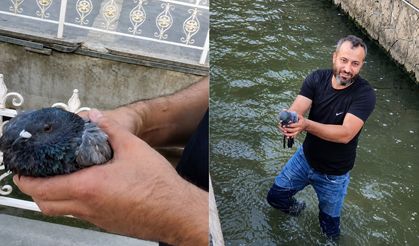 Kanala Düşen Yaralı Güvercini Kurtarıp Hayata Tutundurdu