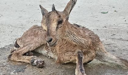 Yaralı Bulunan Dağ Keçisi Yavrusu Koruma Altına Alındı