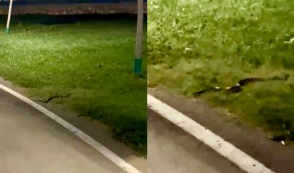100. Yıl Kent Parkı'nda Görülen Yılan Tedirgin Etti