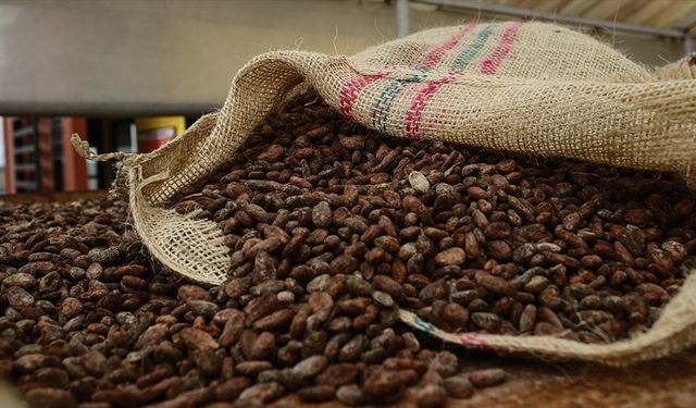 Emtia piyasasında kakao rallisi kendini göstermeye başladı