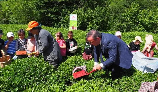 Çay hasadında çocuklarla gelenek bozulmadı