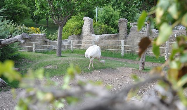 Eskişehir Hayvanat Bahçesi'nin albino sakinleri özel bakımla korunuyor
