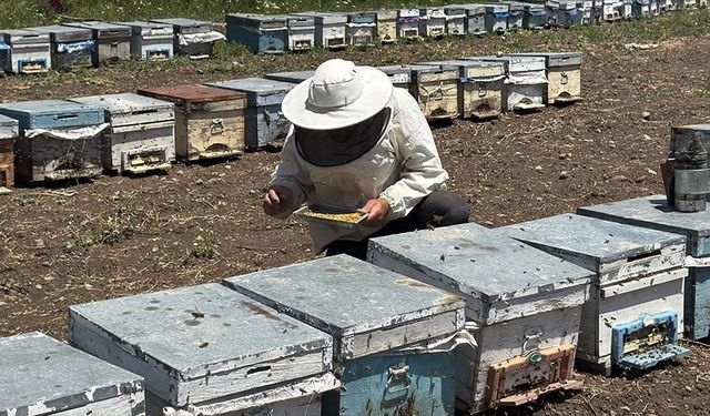 Kocatepe'nin son yağışlarla çiçeklenen yaylaları gezgin arıcıları ağırlıyor