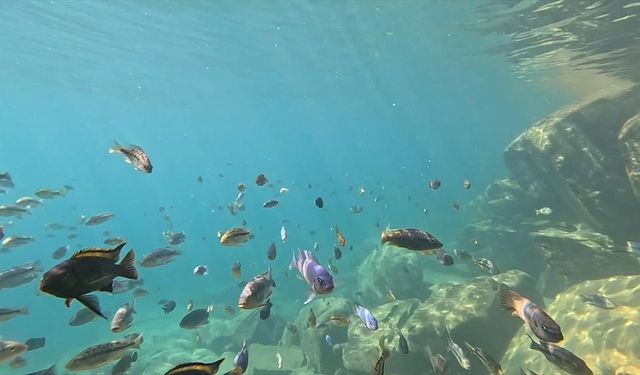 Malavi'ye gelen turistler, ciklet balıkları eşliğinde yüzme imkanı buluyor