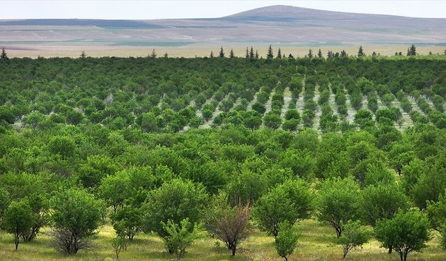 TİGEM'in badem ormanları erozyonla ve zararlılarla mücadele ediyor