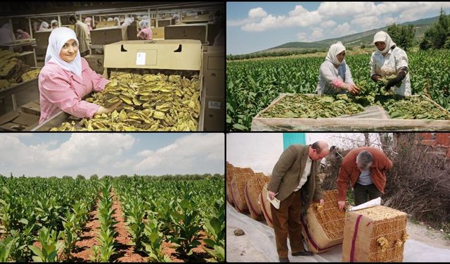 Tütün ve tütün mamulleri ihracatı 7 yıl sonra 1 milyar doları aştı