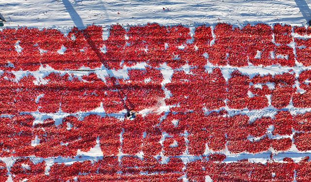 Erciyes eteklerindeki devasa araziler domates kırmızısıyla renklendi