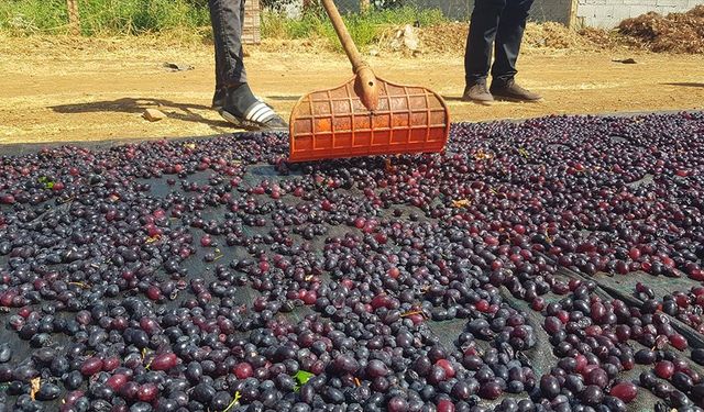 Gaziantep'in tescilli üzümleri kurutularak kışa hazırlanıyor